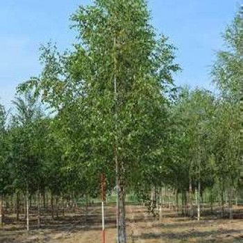 Betula pendula (= alba/verrucosa) 0.80 à 1 m CT 2 litres 