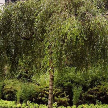 Betula pend. 'Youngii' Tige 10/12 CT 35 litres 