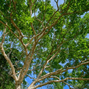 Betula ermanii 2 à 2.5 m MOTTE GRILLAGEE CEPEE 