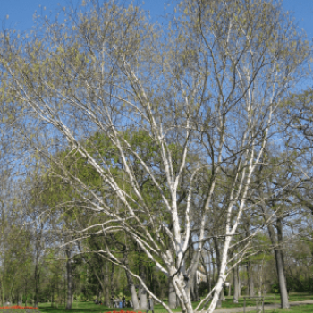 Betula utilis 'Doorenbos' 2.5 à 3 m CT 35 litres en cépée 