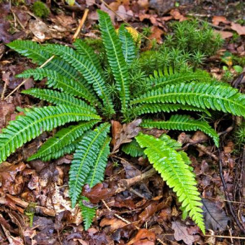 Blechnum spicant  CT 2 litres 