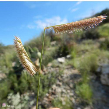 Bouteloua gracilis  Pot 9 