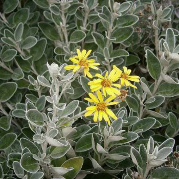 Brachyglottis 'Sunshine' (= senecio greyi 'hort') 0.20 à 0.30 m Cont. 