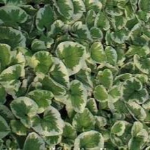 Brunnera macr. 'Variegata'  Pot 9 