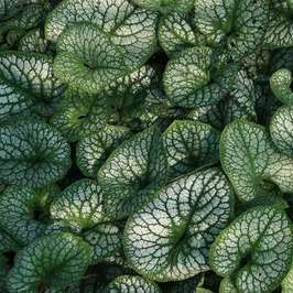 Brunnera macr. 'Alexander's Great'  Pot 9 