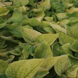 Brunnera macr. 'Dianes Gold'  Pot 9 