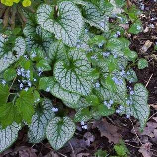 Brunnera macr. 'Jack Frost'®  Pot 9 