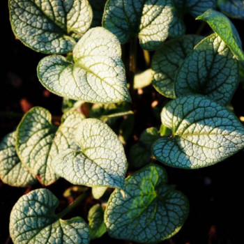 Brunnera macr. 'Looking Glass'®  Pot 9 