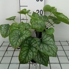 Brunnera macr. 'Mr Morse'®  Pot 9 