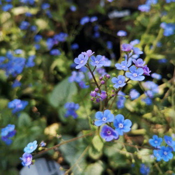 Brunnera macr. 'Sea Heart'®  Pot 9 