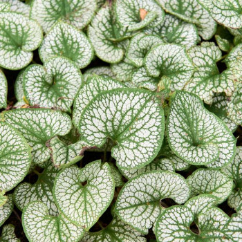 Brunnera macr. 'Silver Heart'®  Pot 9 