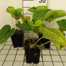 Brunnera macr. 'White Zebra'  Pot 9 