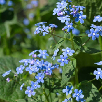 Brunnera macrophylla  Pot 9 