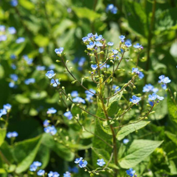 Brunnera sibirica  Pot 9 