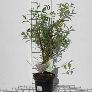 Buddleja argus velvet® 0.40 à 0.60 m Cont. 