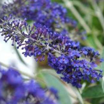 Buddleja dav. 'Adonis Blue'® (= 'adokeep'®) 0.30 à 0.40 m Cont. 