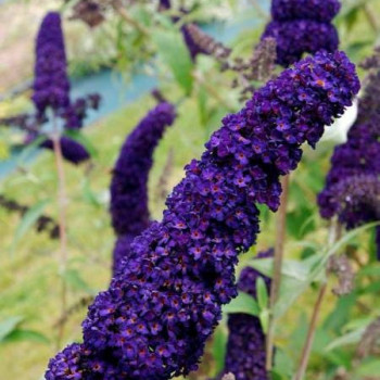 Buddleja dav. 'Black Knight' 0.40 à 0.60 m Cont. 