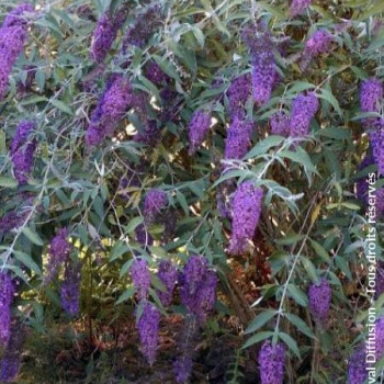 Buddleja dav. 'Nanho Blue' 0.40 à 0.60 m Cont. 