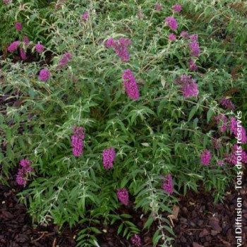 Buddleja dav. 'Nanho Purple' 0.40 à 0.60 m Cont. 