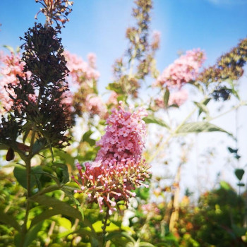 Buddleja dav. 'Pink delight' 0.40 à 0.60 m Cont. 