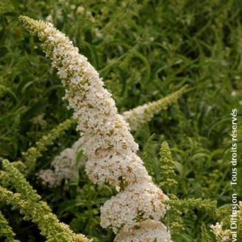 Buddleja dav. 'White Profusion' 0.40 à 0.60 m Cont. 