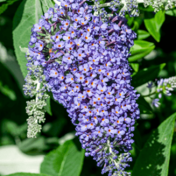 Buddleja hybr. 'Lochinch' 0.40 à 0.60 m Cont. 