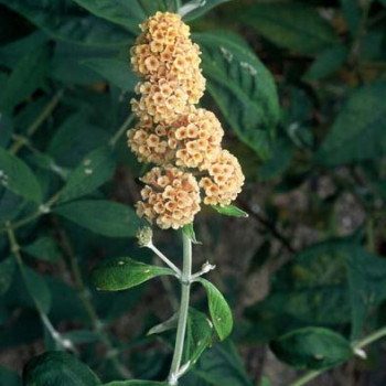 Buddleja weyeriana 'Sungold' 0.40 à 0.60 m Cont. 