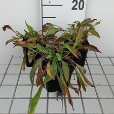 Buphthalmum salicifolium  Pot 9 