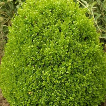 Buxus semp. 'Suffruticosa' (='globosa') 0.08 à 0.10 m Pot 9 