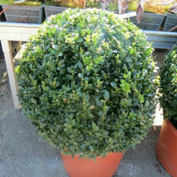 Buxus sempervirens 0.10 à 0.15 m Pot 9 