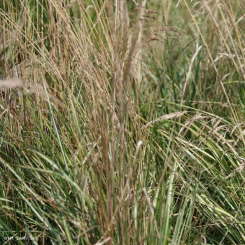 Calamagrostis acut. 'Avalanche'  Pot 9 