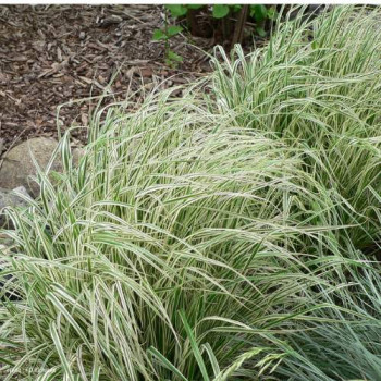 Calamagrostis acut. 'Overdam'  Pot 9 