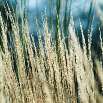 Calamagrostis acut. 'Karl Foerster'  CT 7,5 litres 