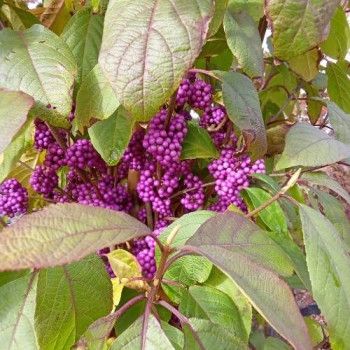 Callicarpa bodinieri 'Profusion' 0.40 à 0.60 m Cont. 