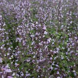 Calamintha nep. 'Blue Cloud'  Pot 9 