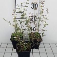 Calamintha nep. 'Weisser Riese'  Pot 9 
