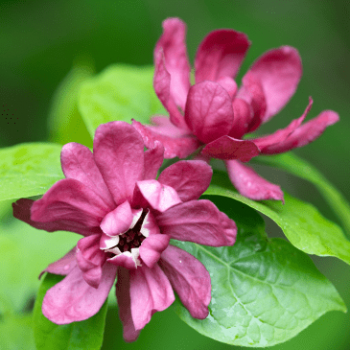 Calycanthus raulstonii 'Hartlage Wine' 1.25 à 1.5 m CT 15 litres 