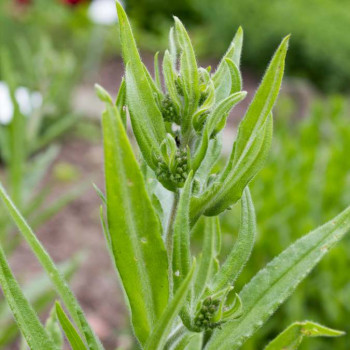 Calamintha sylvatica 'Menthe'  Pot 9 