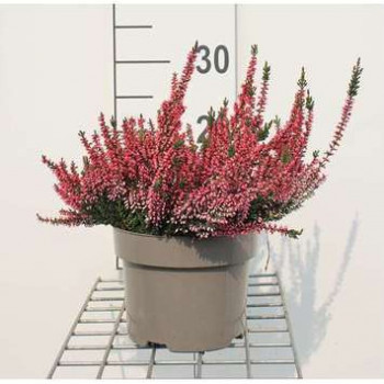 Calluna vulgaris rood/rouge 0.20 à 0.30 m CT 2 litres 