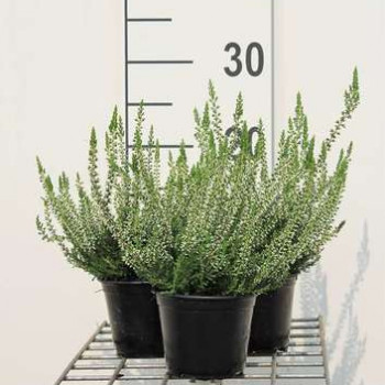 Calluna vulgaris wit/blanc 0.20 à 0.30 m CT 2 litres 