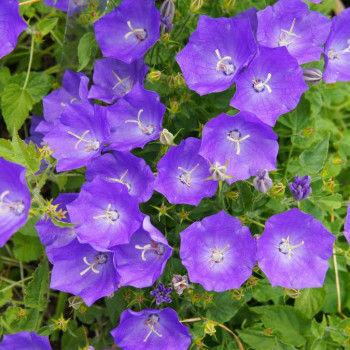 Campanula carp. 'Blaue Clips'  Pot 9 