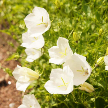 Campanula carp. 'Weisse Clips'  Pot 9 