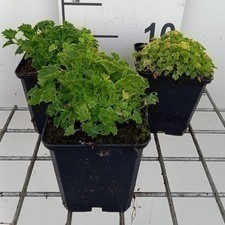 Campanula garg. 'Dickson's Gold'  Pot 9 