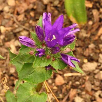 Campanula glom. 'Acaulis'  Pot 9 