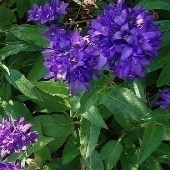 Campanula glom. 'Superba'  Pot 9 
