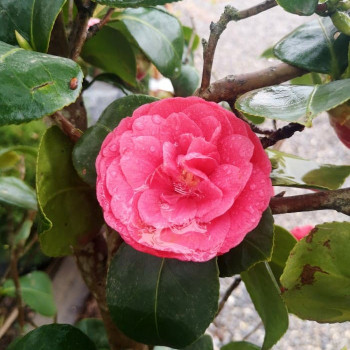 Camellia japonica in soorten-en var 0.50 à 0.60 m CT 3 litres 