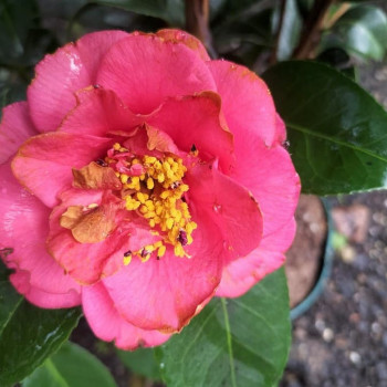Camellia japonica roze-rose 0.50 à 0.60 m CT 3 litres 