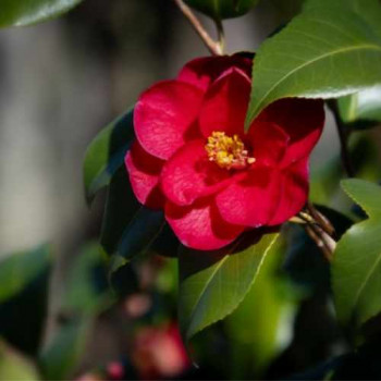 Camellia japonica rood-rouge 0.50 à 0.60 m CT 3 litres 