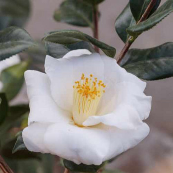 Camellia japonica wit-blanc 0.50 à 0.60 m CT 3 litres 