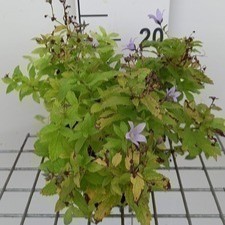 Campanula lact. 'Senior'  Pot 9 